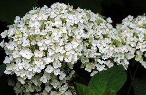 White Hydrangea Cluster